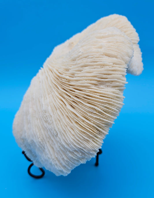 Vintage Mushroom Coral Specimen 8x8x3 – Ivory Domed Ruffled Coral Decor
