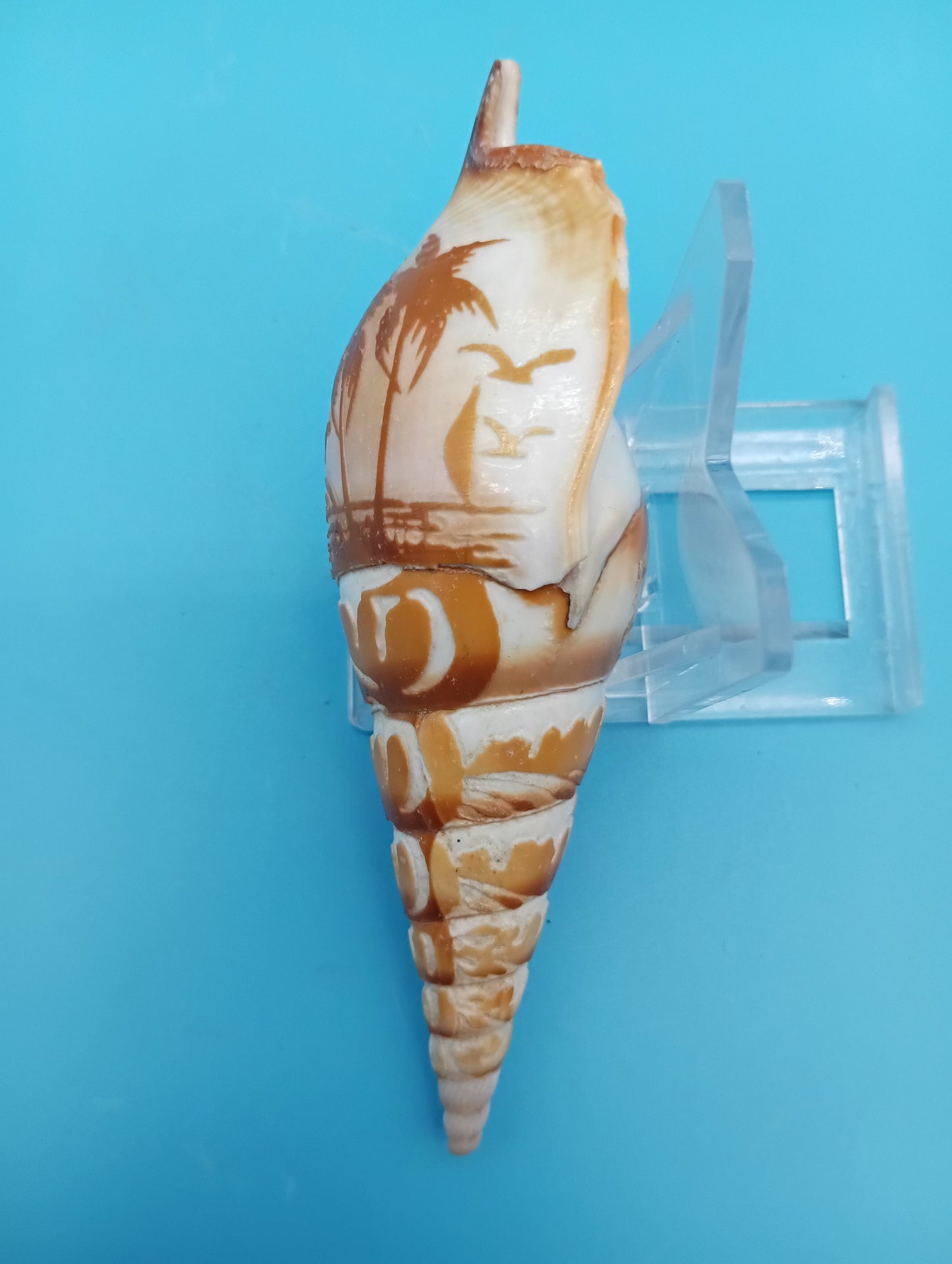 Carved Tibia Shell with Palm Tree Scene – 4.4"