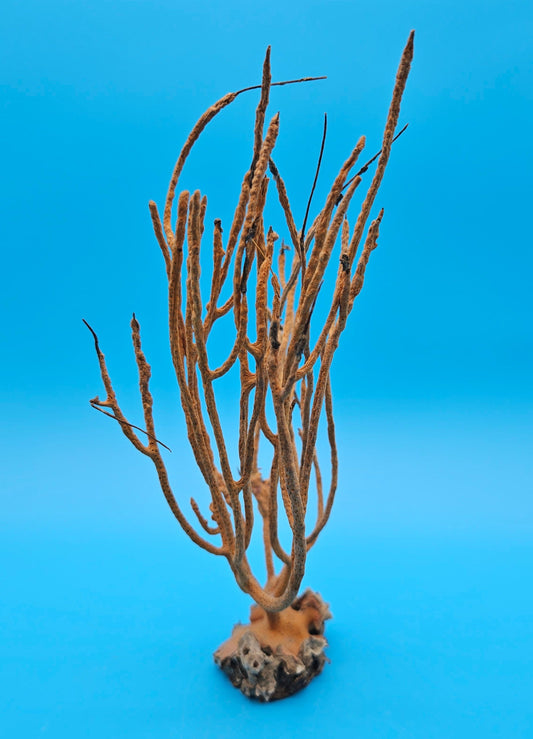 Vintage Gulf of Mexico Sea Whip Coral Leptogorgia virgulata 9x6x2.25