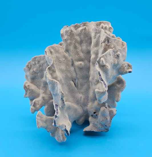 Vintage Blue Ridge Coral Specimen 7x6.5x6.5 – Rosette Fan Coral Display Decor