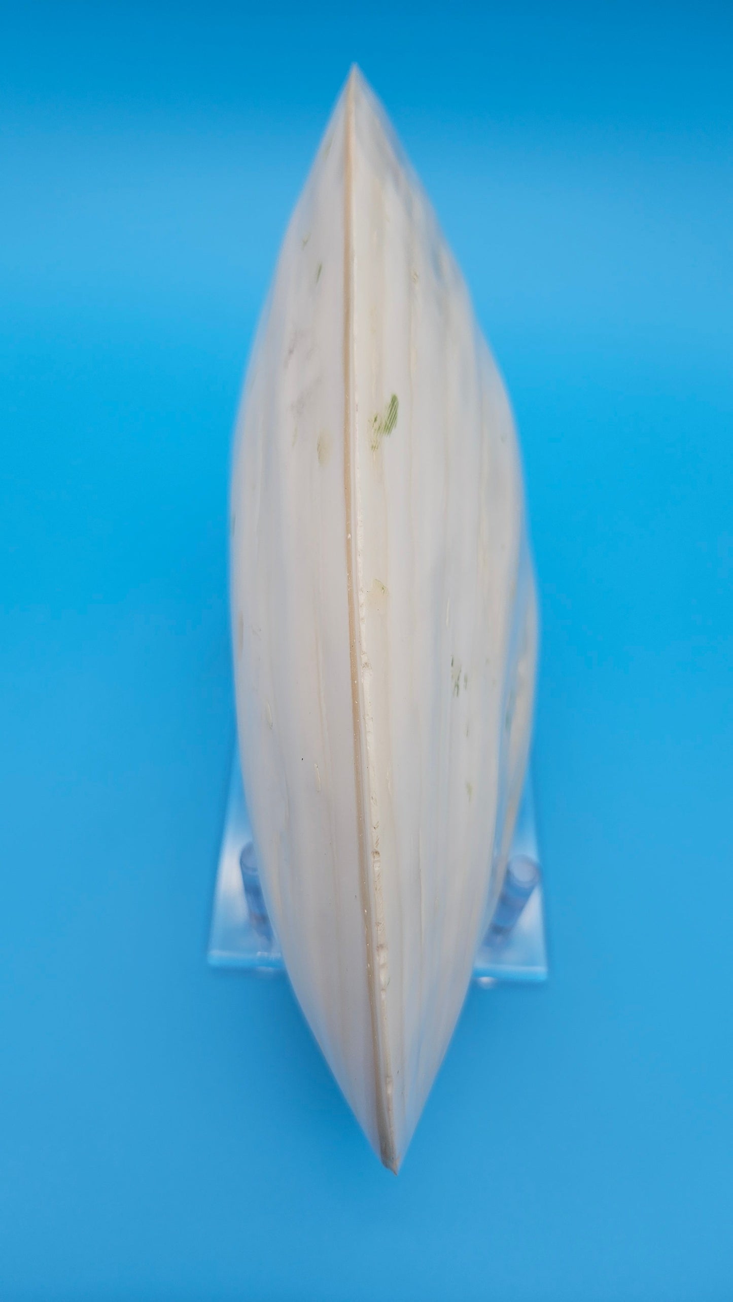 Rainbow Cebu Clam Shell Fused Display 9.75" Polished Iridescent Pastel Pearl White