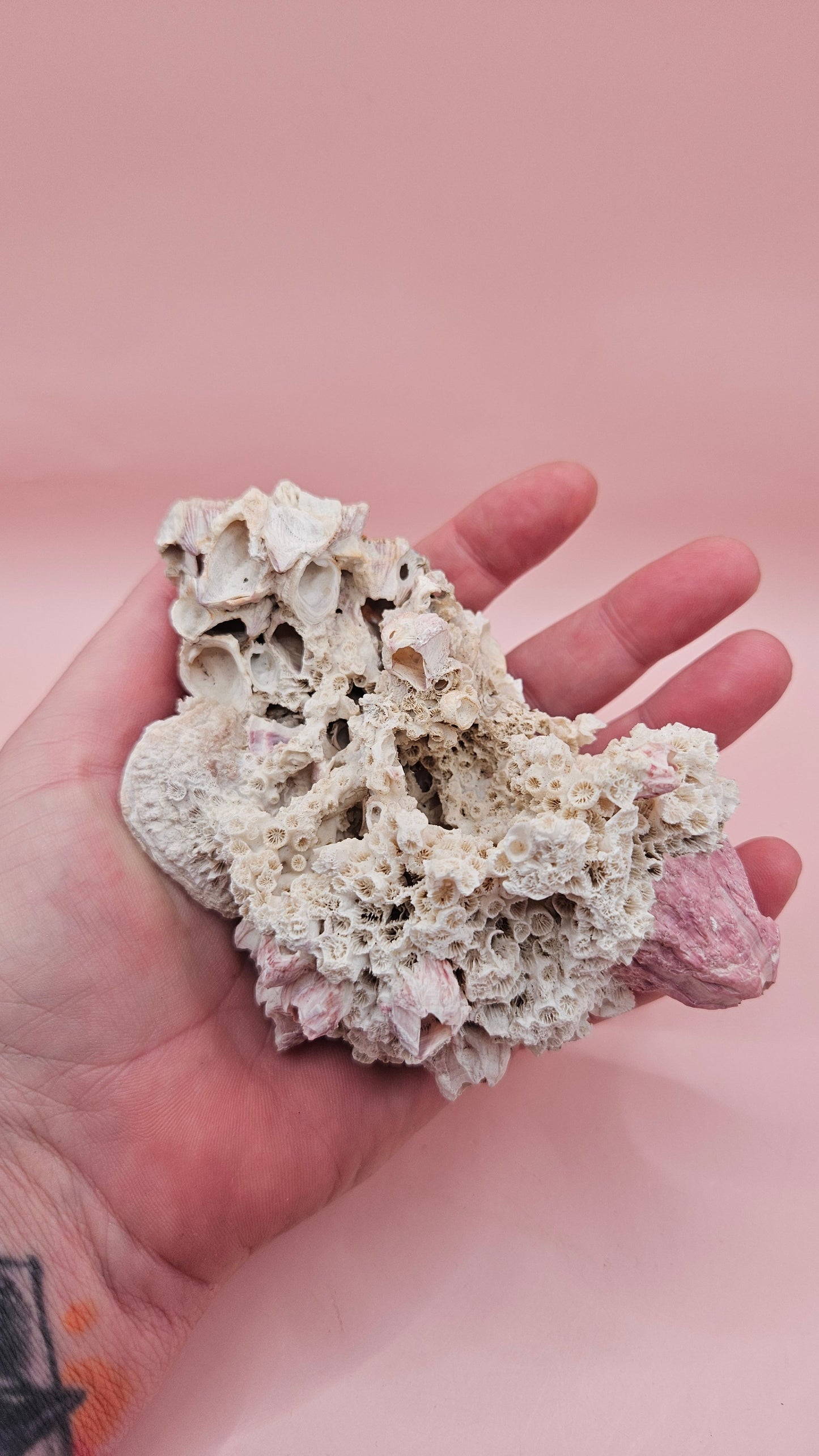 Ivory Bush Coral Mixed with Gulf of Mexico Barnacle – Oculina Varicosa (4.7")