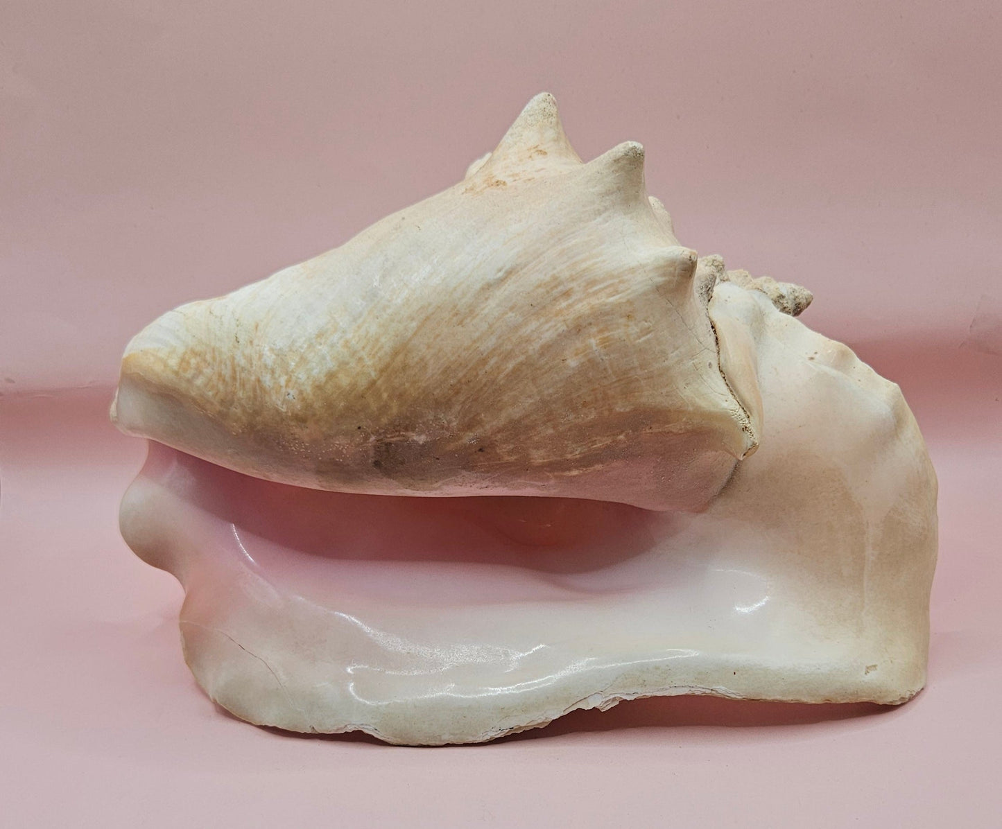 Large Atlantic Conch Shell 9.75" Natural Beach Display – Non-Pierced Coastal Decor