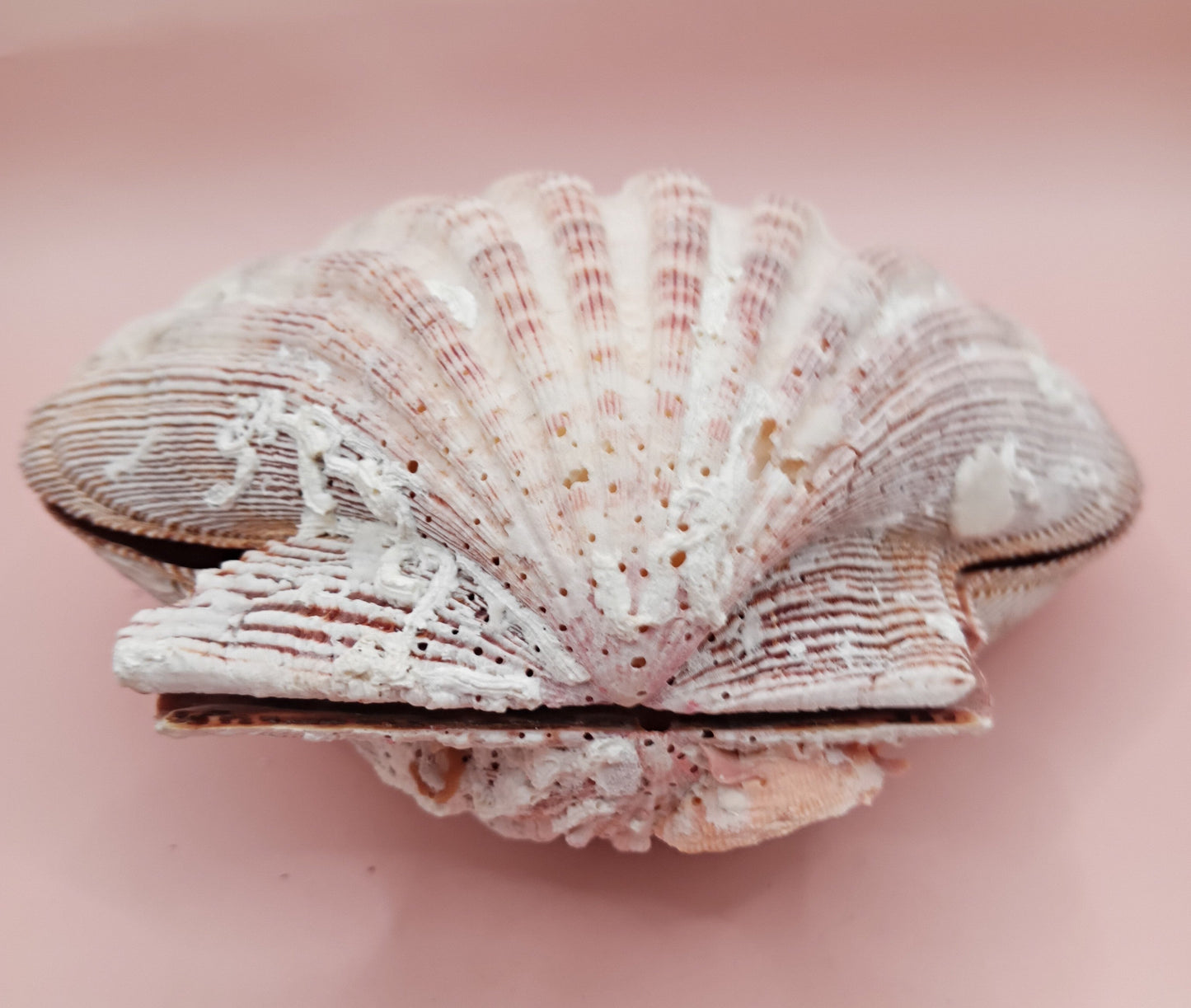 Natural Lion's Paw Seashell Pair – 5" x 5.3" – Coastal Display Accent