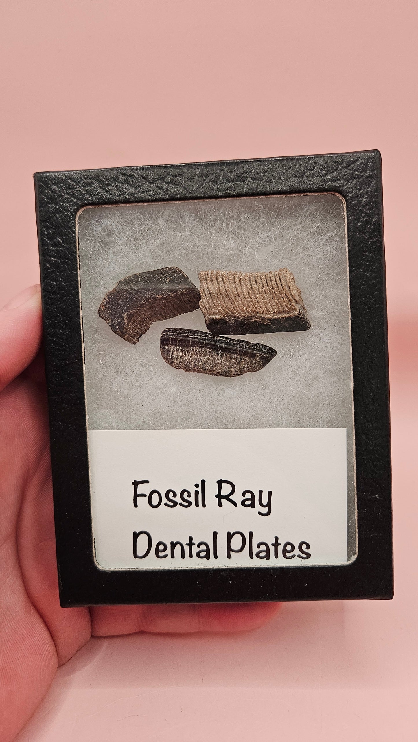 Fossil Ray Dental Plates Set | Ancient Marine Fossil Teeth with Display Box