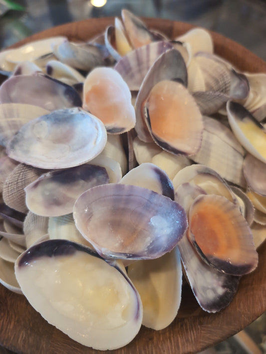 Rainbow Asaphis Vidaceus Clam Shells