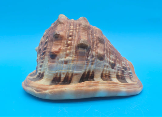 Select Bullmouth Cameo Helmet Shell 7x5x4 Display