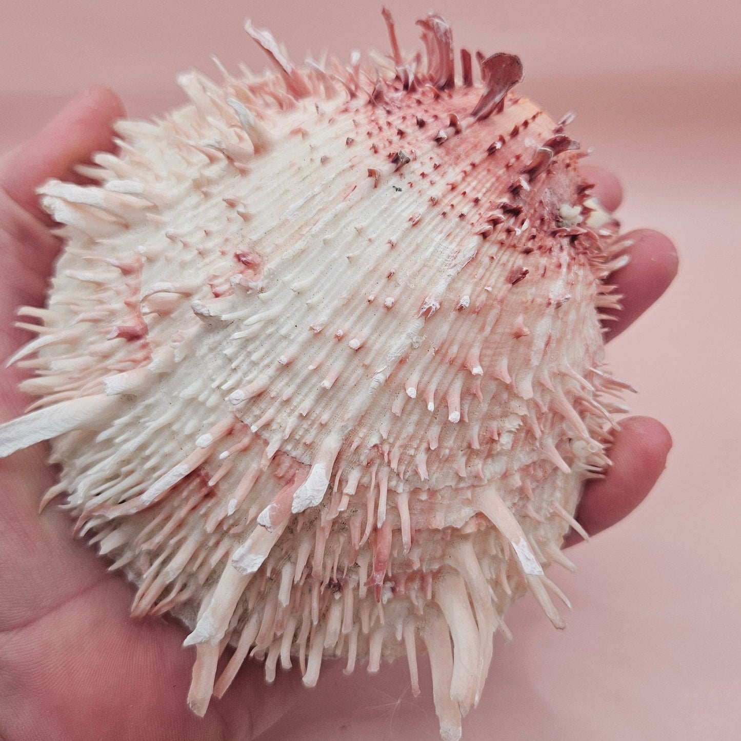 4.5" Pink-Coral Spondylus Shell – Spiny Thorny Oyster- Textured Ocean Display Shell for Coastal Decor