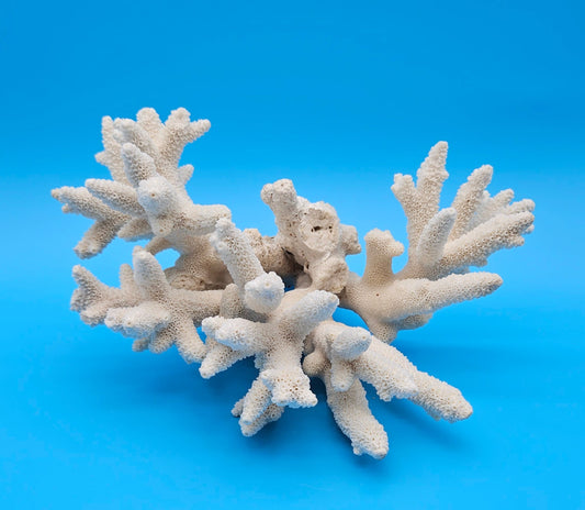 Vintage Branch Coral Specimen 8.75x10.5x5.5 – Natural White Coral Display