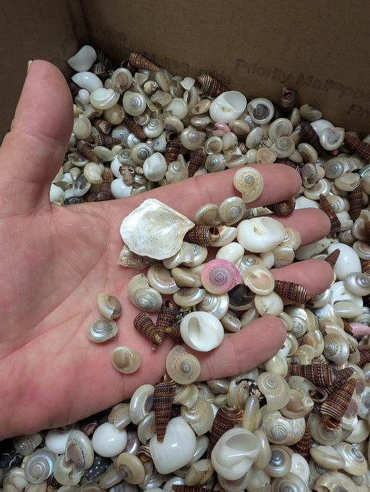 Speciality Small Mix Shells -Pearl Umboniums, Brown Auger, Natica Moon & more