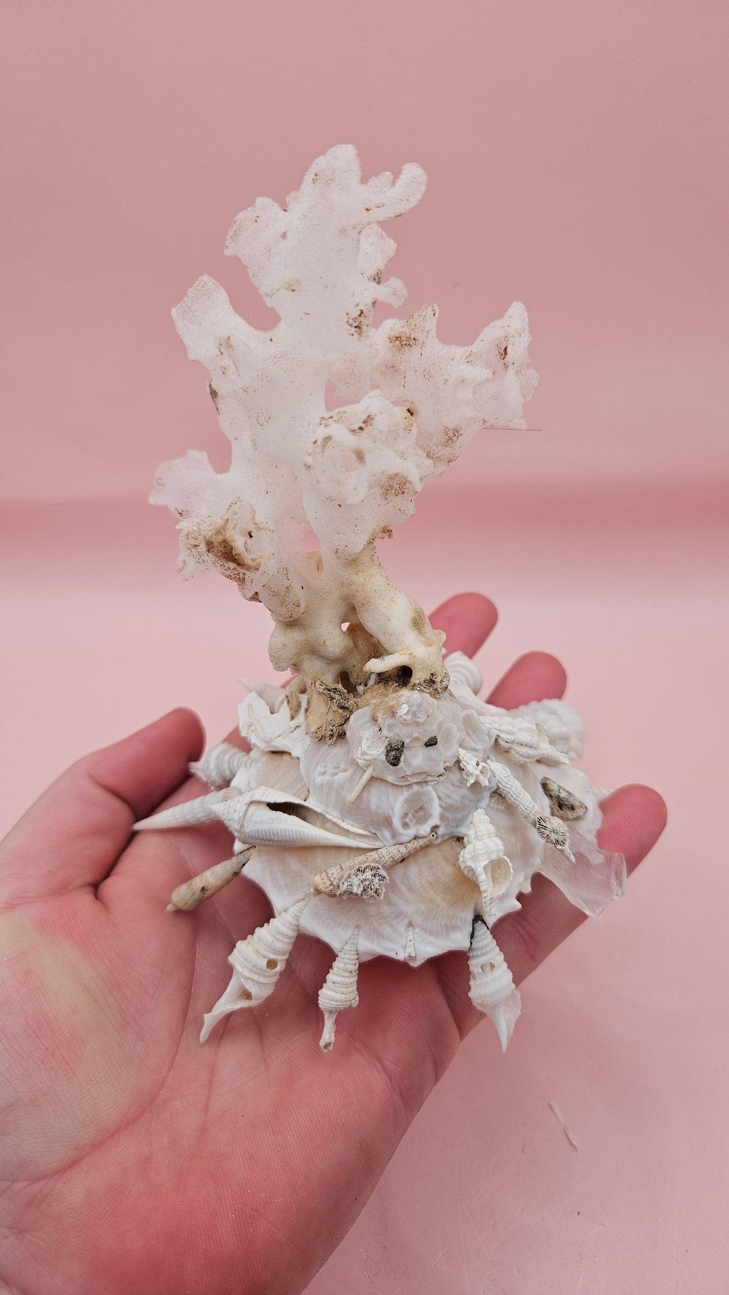 Pallid Carrier Shell with Tube Coral & Seaglass | 5x4 Coastal Display Shell