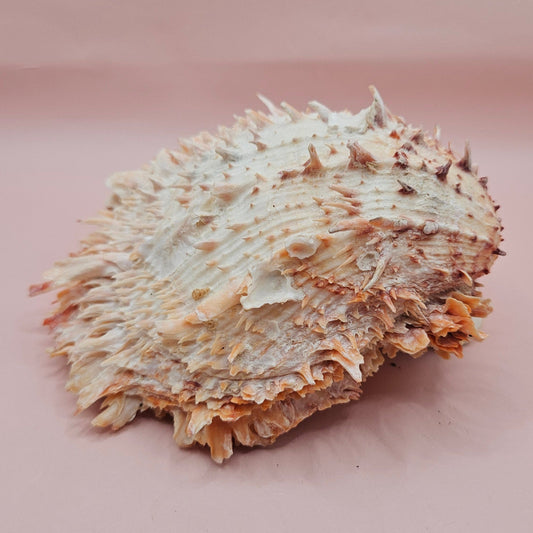 Large Hinged Spondylus Shell – 5.7" Coral-Tinged Ocean Display with Textured Spines Spiny Thorny Oyster