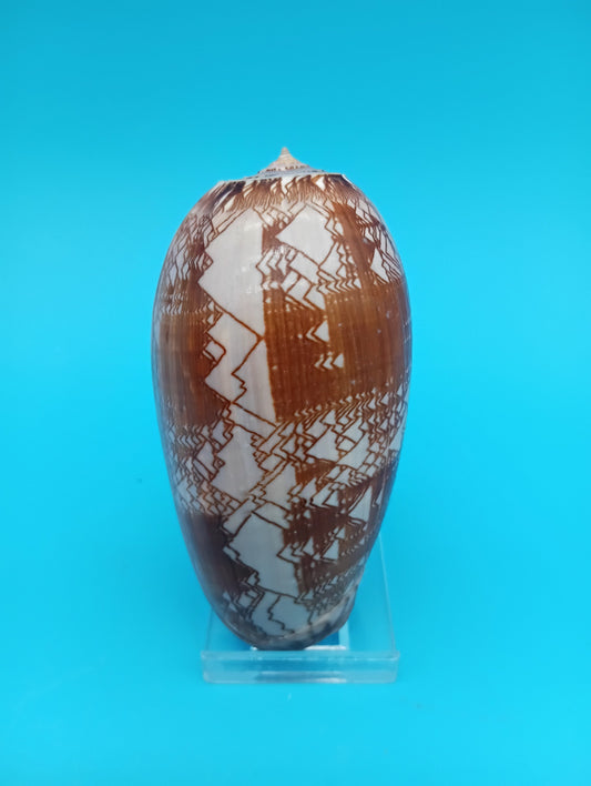 Tent Olive - Oliva Porphyria 3.7"