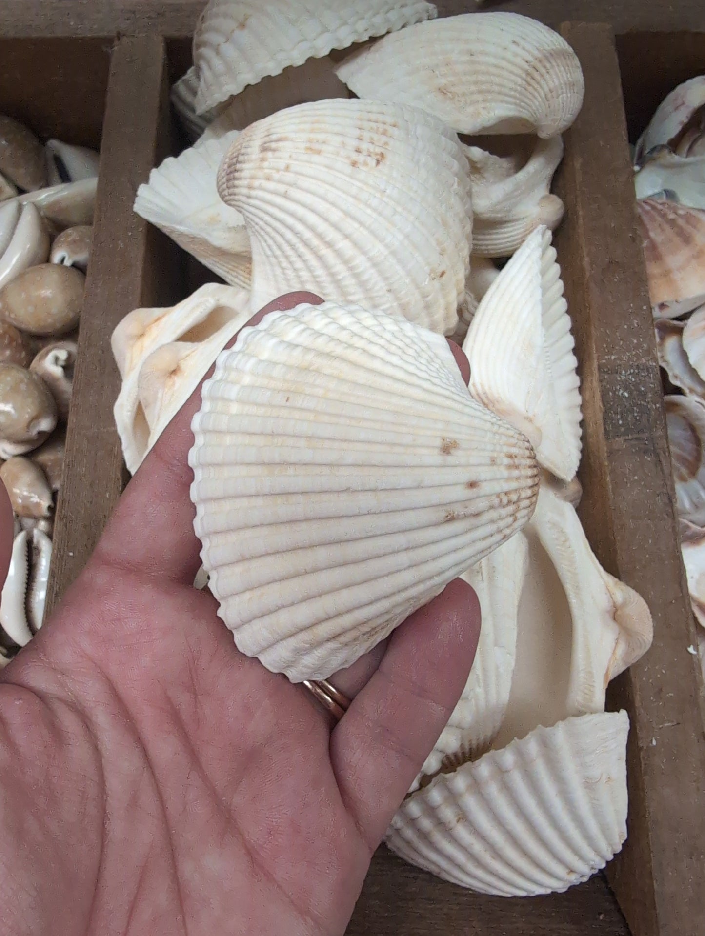 Ark Clam Shell Half (Telligarca Granosa)