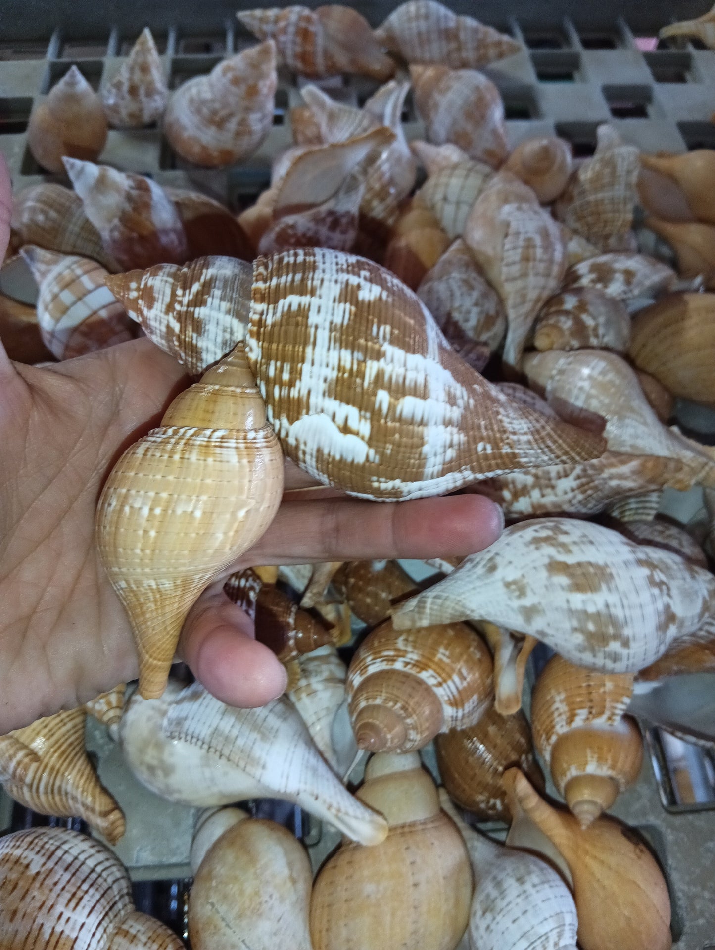 Mixed Tulip Shell