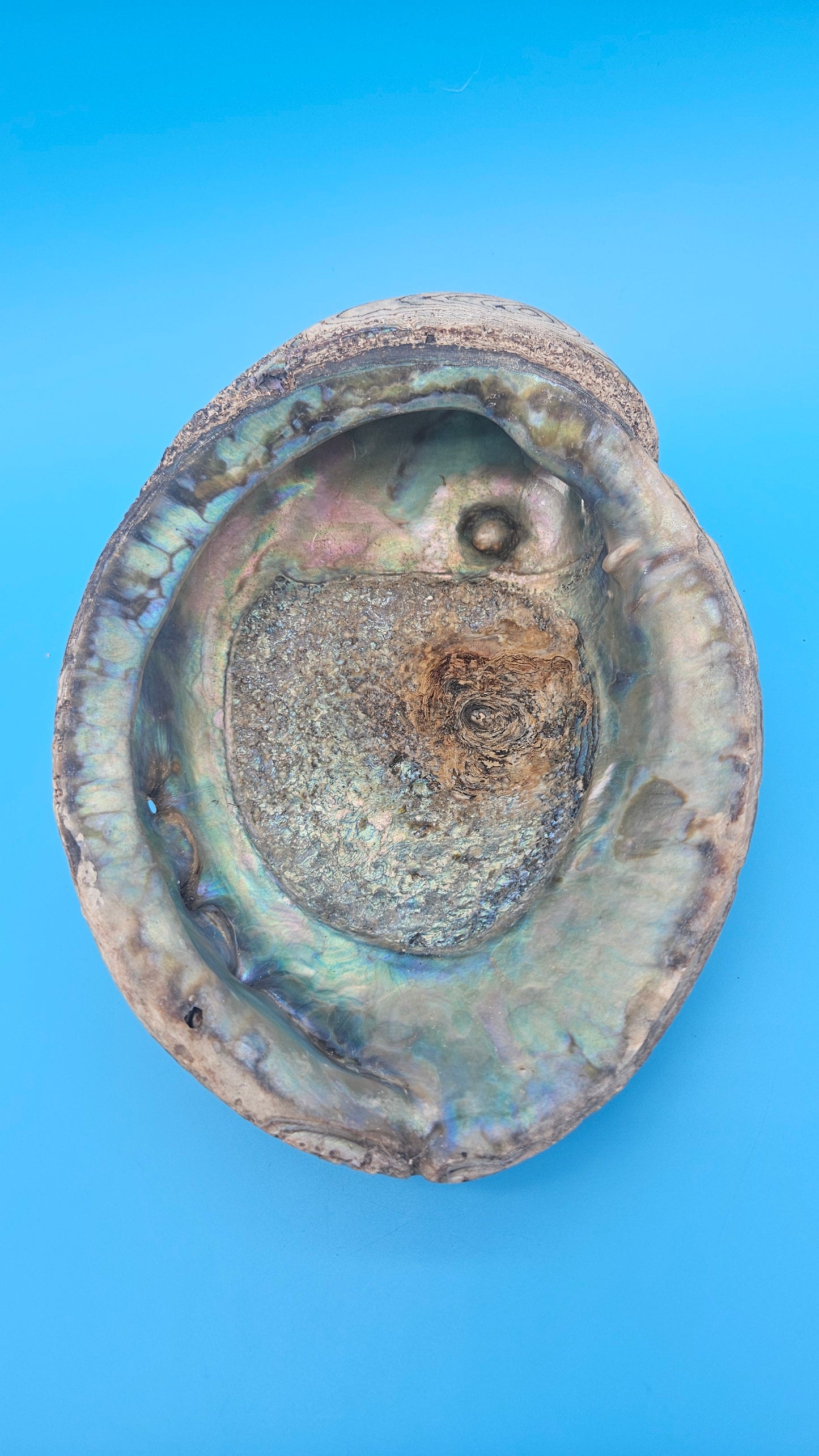 Green Abalone Shell with Pearl – 8" Coastal Display Décor Haliotis fulgens