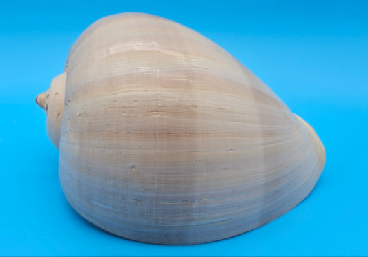 Polished Crown Melon Shell 8.75" Large Coastal Display with Smooth Gloss Finish