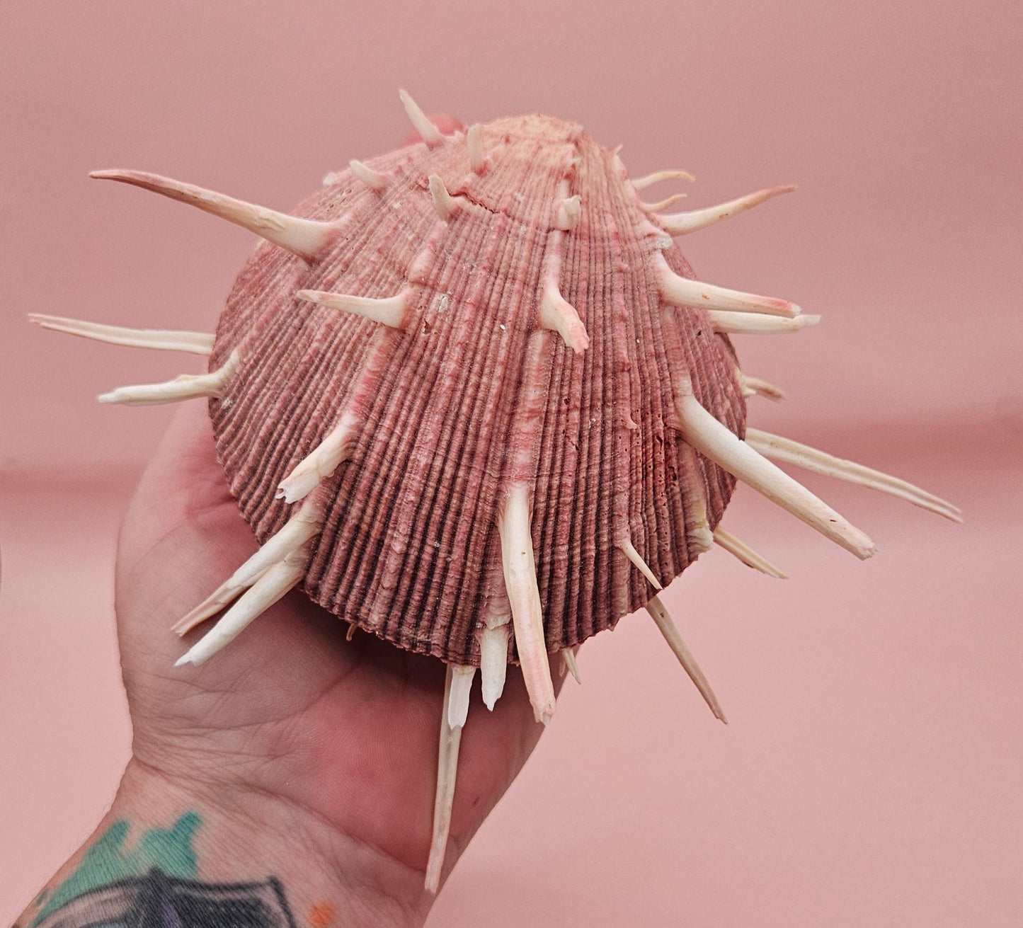 Spiny Spondylus Regius Display Shell | Mauve Pink Thorny Oyster Shell Decor