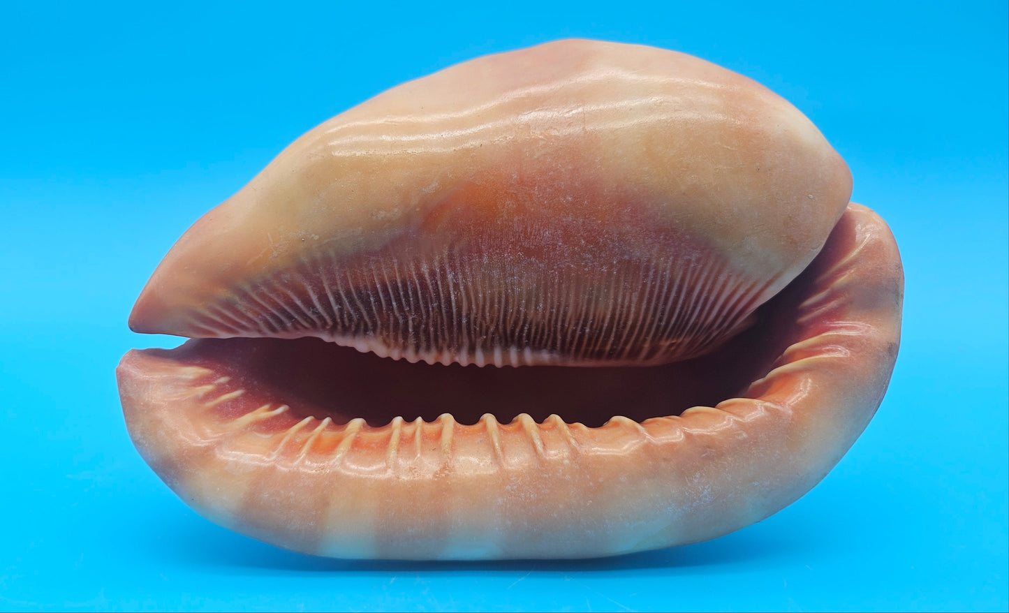 Select Bullmouth Cameo Helmet Shell 7x5x4 Display