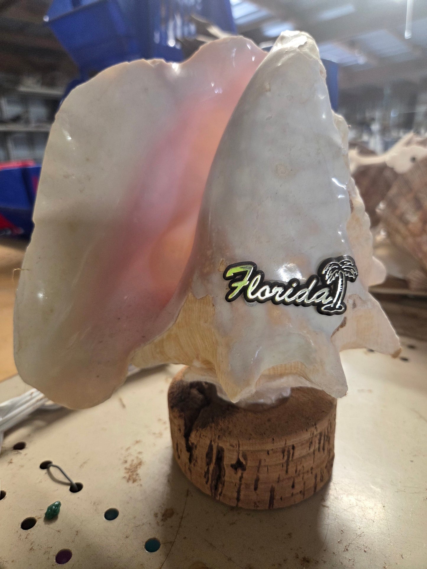 Pink Queen Conch light on cork