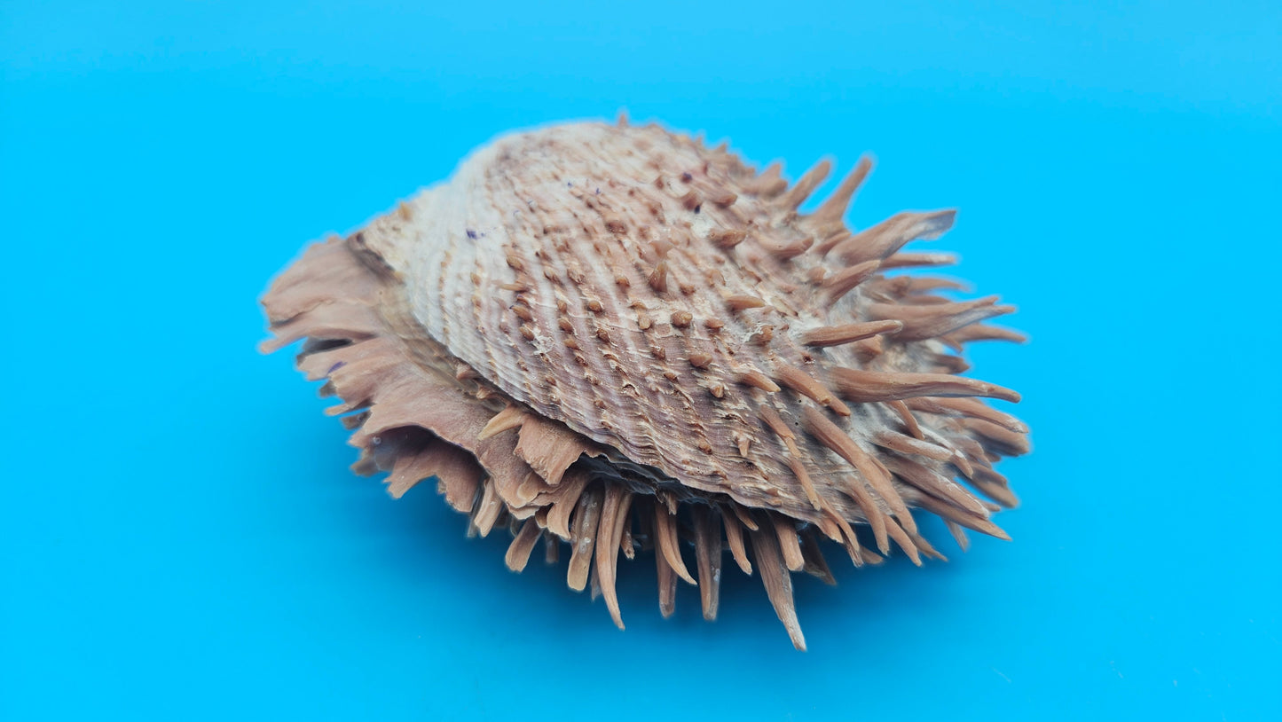Spiny Spondylus Shell Pair 3.8" – Natural Purple-Toned Coastal Display Shell