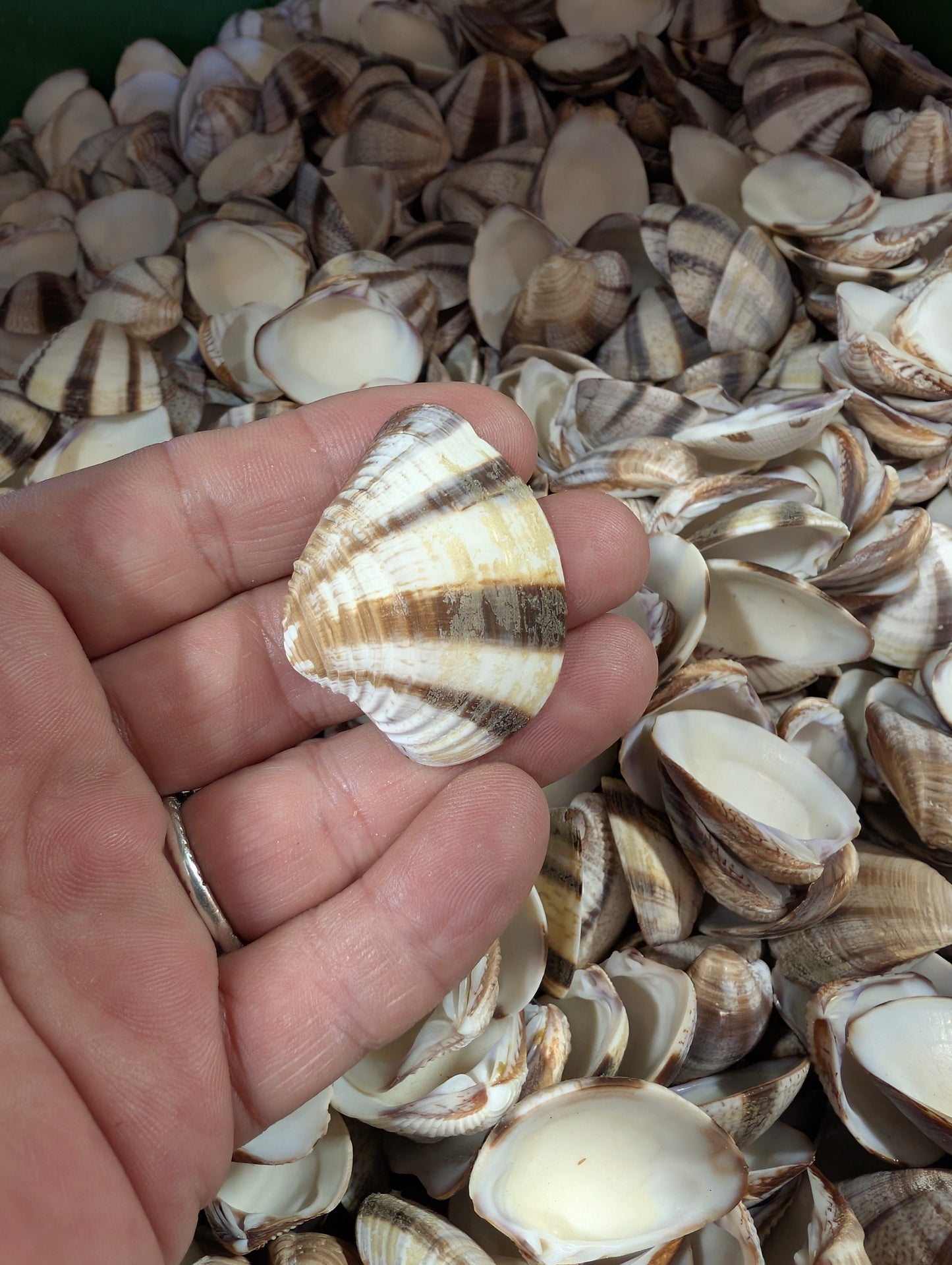 Venus Striped Clam Shells - Chamelea gallina