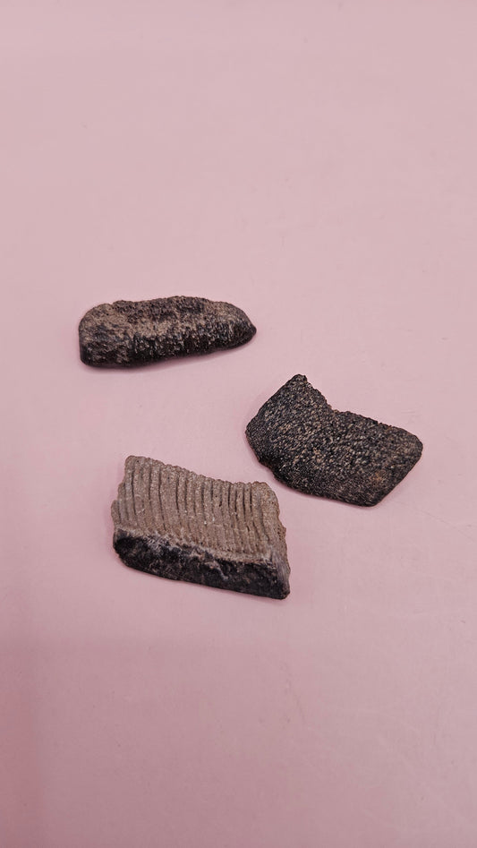 Fossil Ray Dental Plates Set | Ancient Marine Fossil Teeth with Display Box