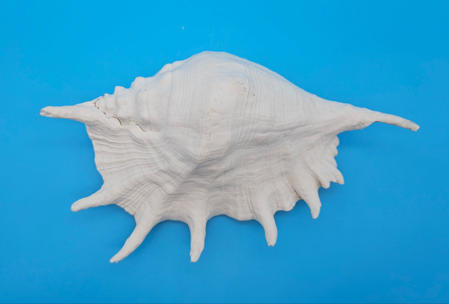 Large White Lambis Truncata Display Shell 11.75"