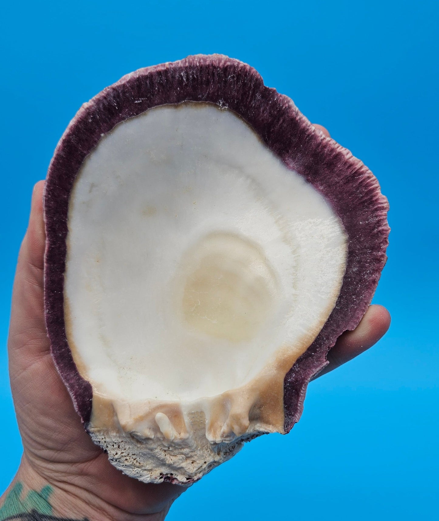 Deformed Giant Rock Scallop | Mutant Freak Coastal Display Shell 5.9" (Crassadoma gigantea)