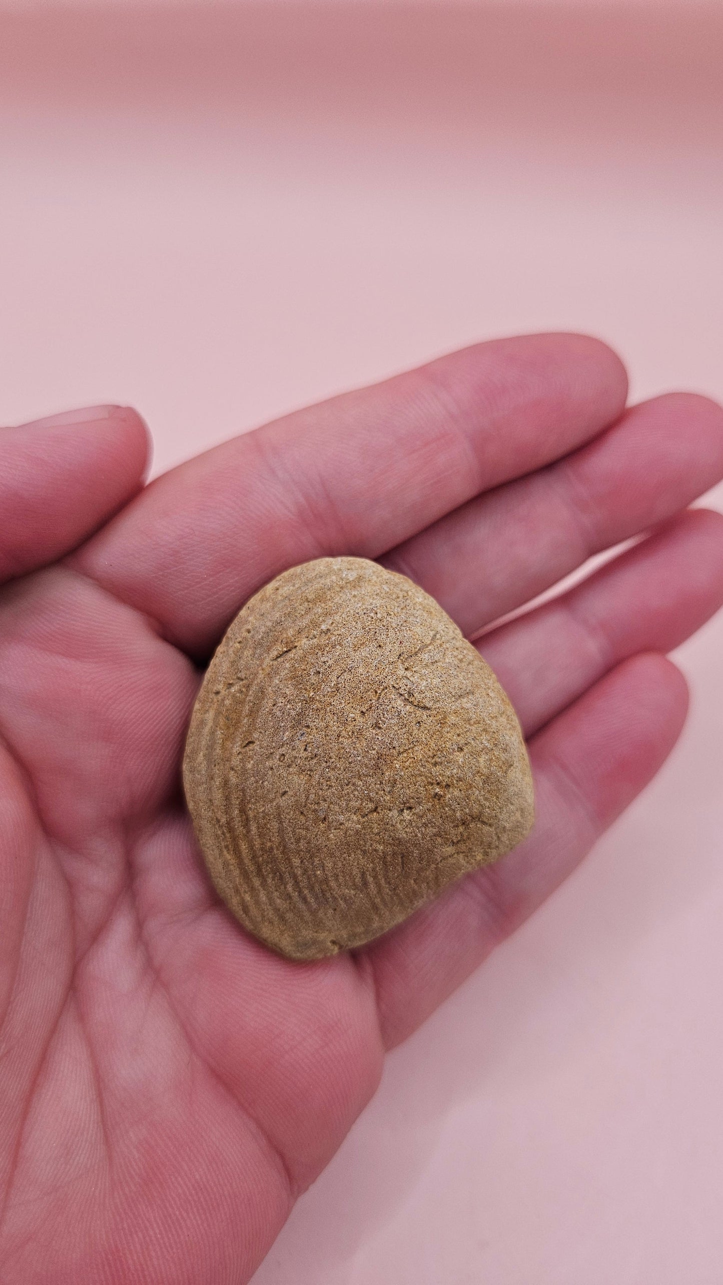 Cretaceous Era Bivalve Fossil | Natural Earth Tone Shell | Ancient Ocean Display