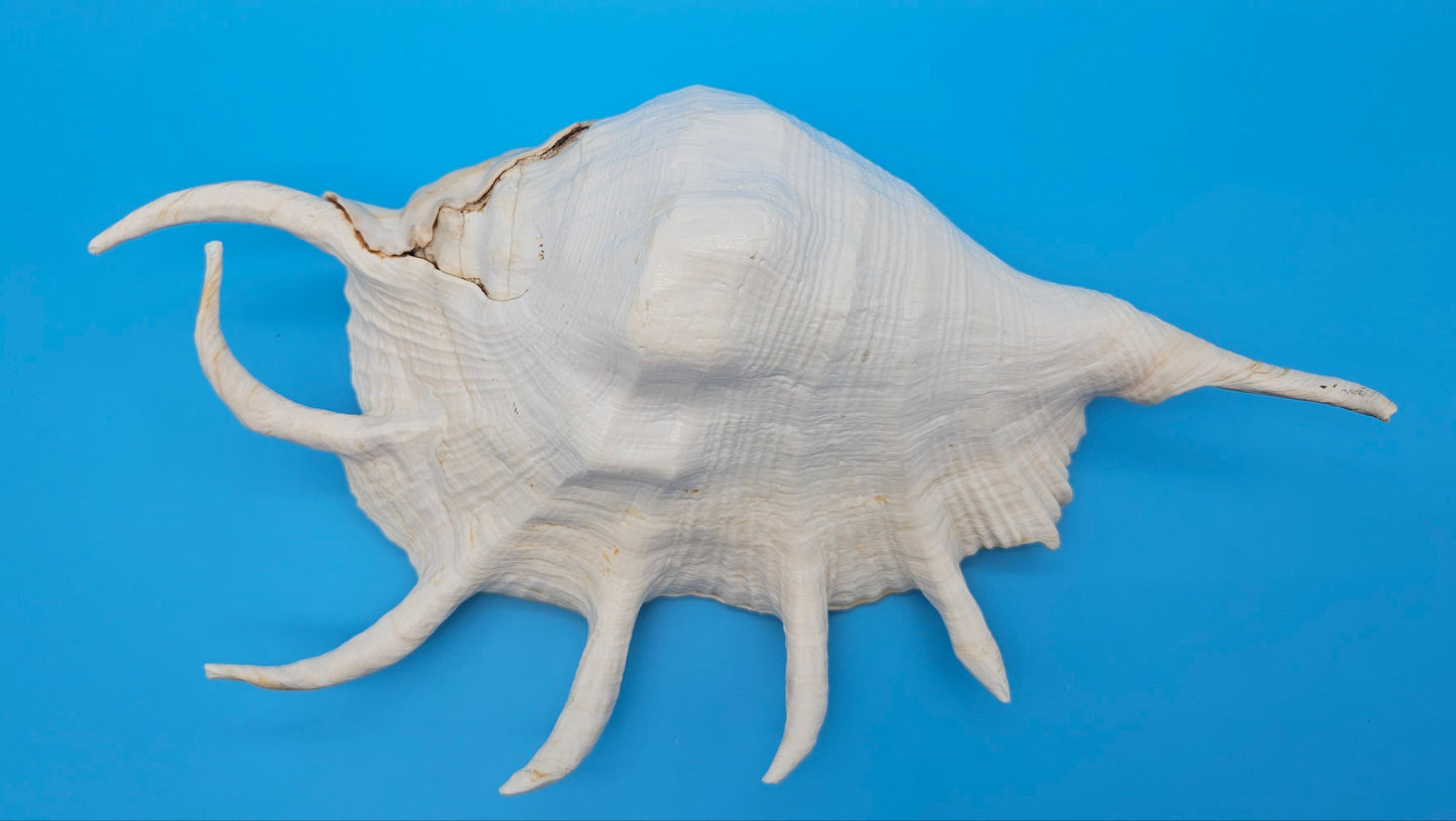 Extra Large Mutant Lambis Truncata Display Shell – Premium Coastal Home Decor Specimen (Lambis truncata)