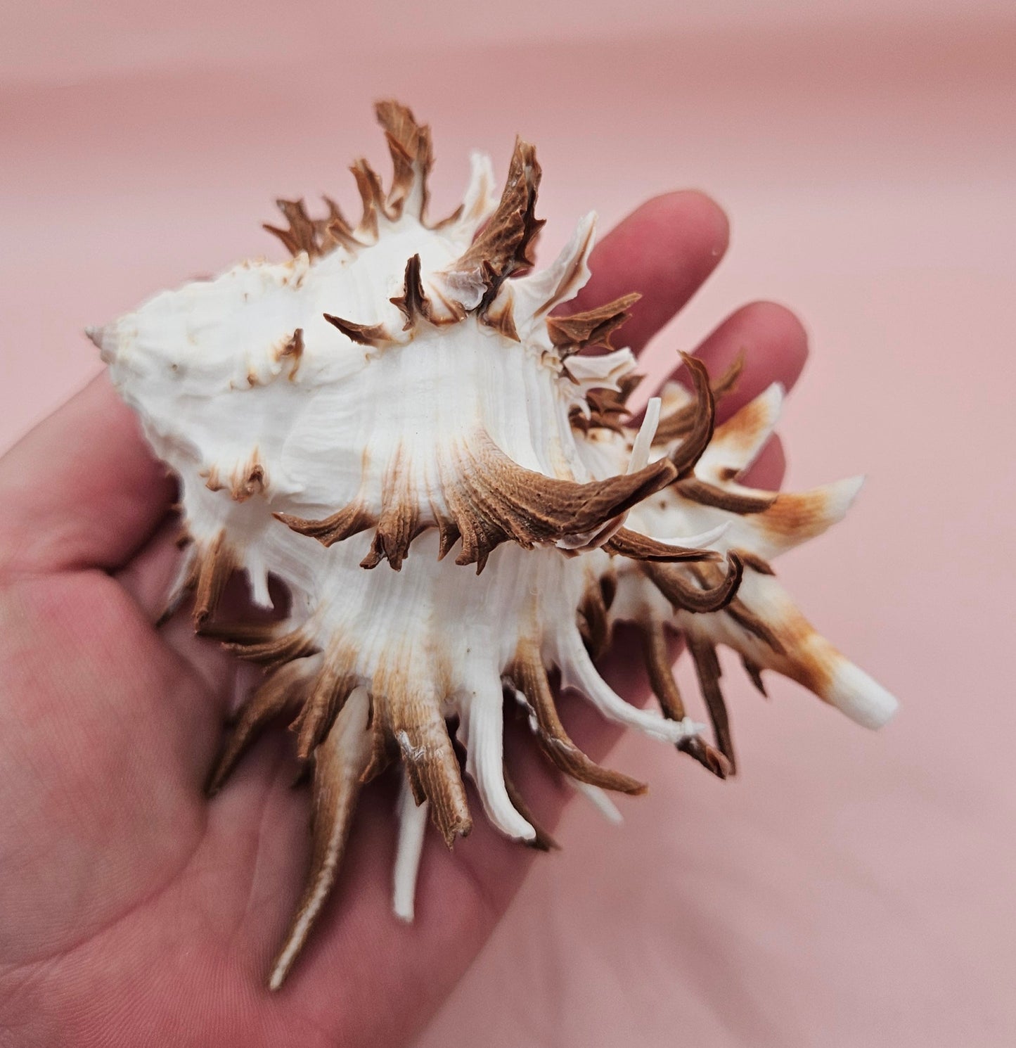 Black Murex Endive Shell with Long Spines – 4.2" Display Shell Coastal Decor