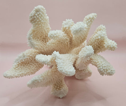 Vintage Cauliflower Coral Specimen 10x7.5x6 – Textured Ivory Coral Display Piece