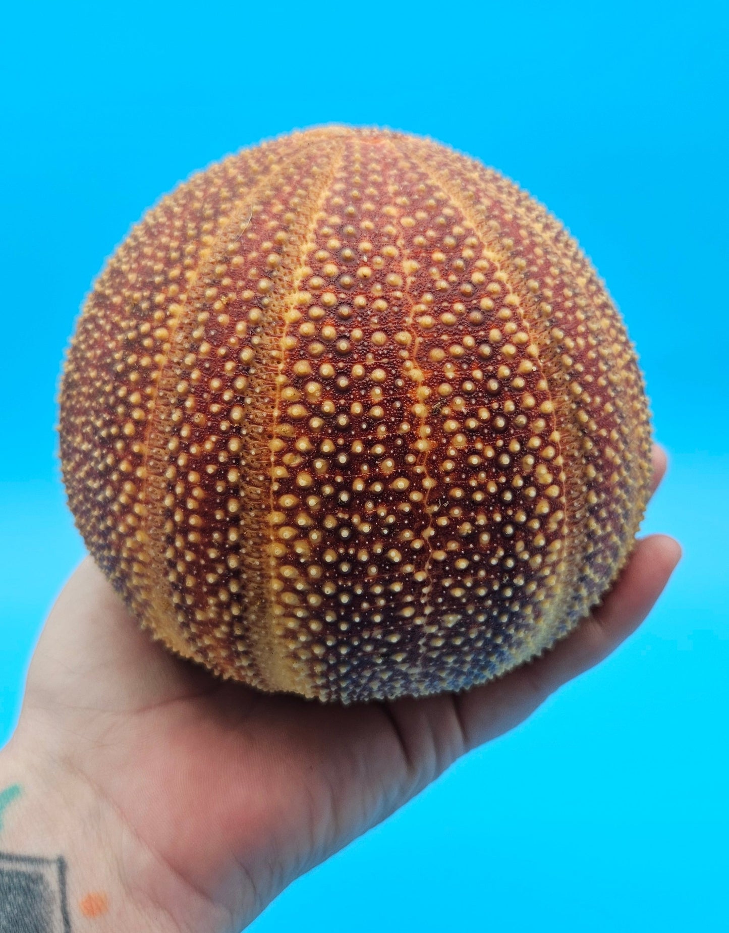 English Urchin Shell 4.8" Echinus esculentus Round Display with Bold Red Texture