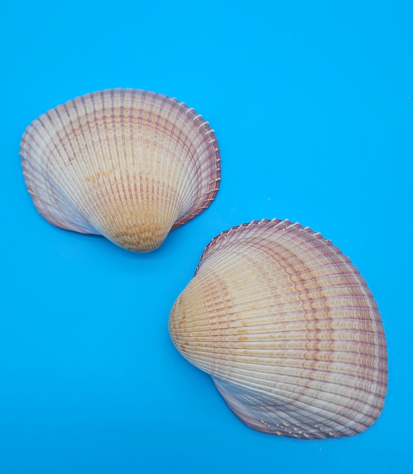 Pink Heart Cockle Display Shell – Premium Coastal Home Decor Specimen 4.8" (Maoricardium pseudolim)