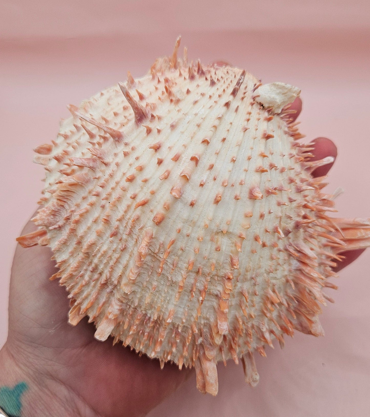 Large Spiny Oyster Spondylus Shell – 5.3" Wide Coastal Display Shell with Barnacle Detail
