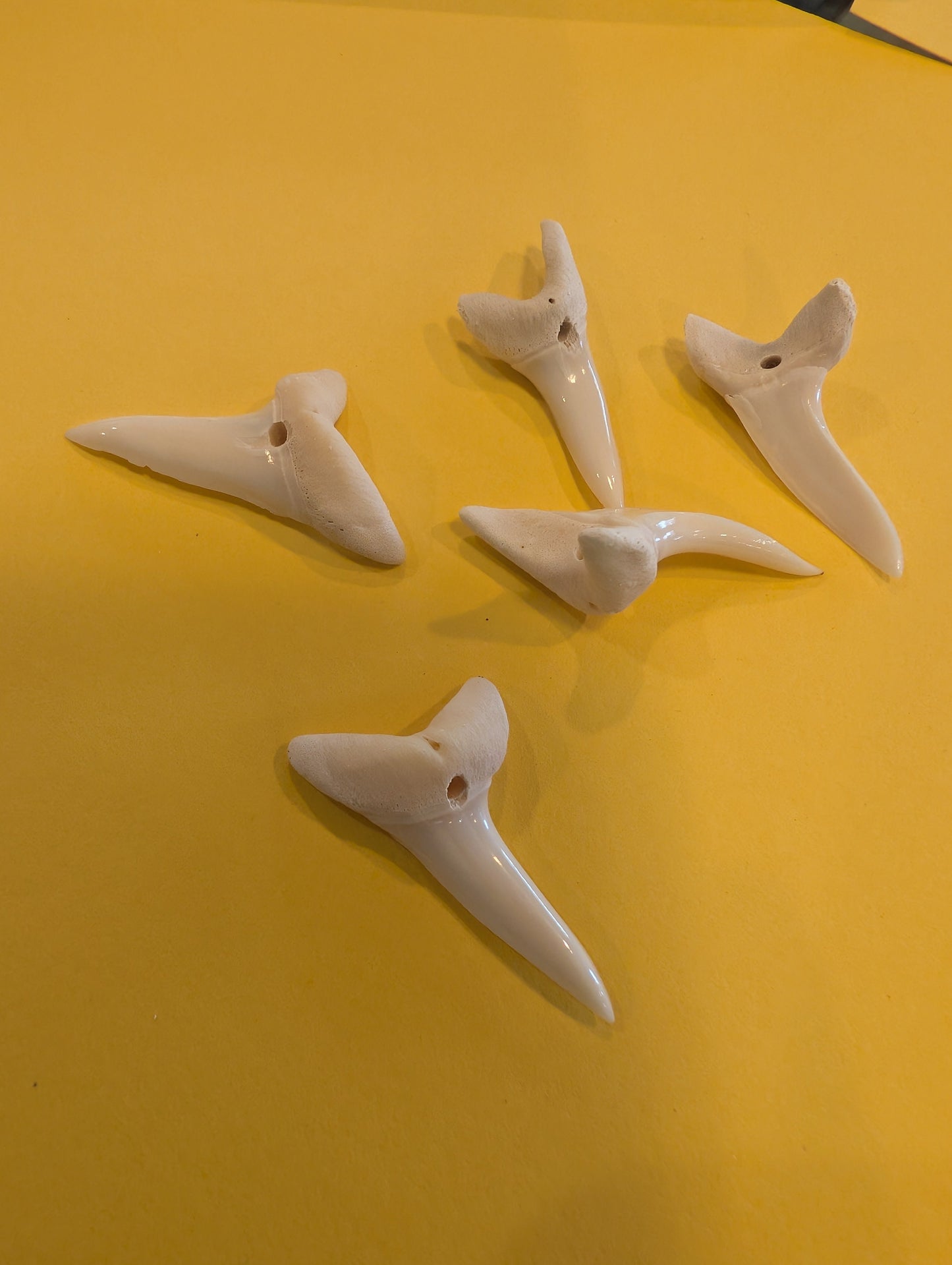 Drilled Mako Shark Tooth