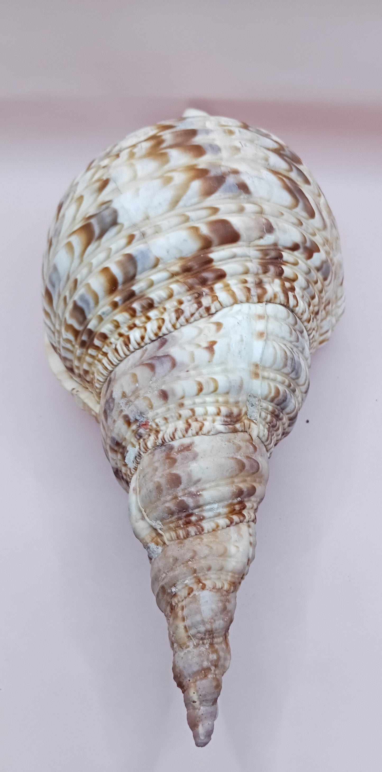 Pacific Triton Shell – 11" x 4.5" x 6.5" – Coastal Nautical Accent
