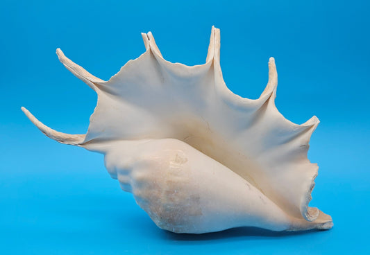 Extra Large Lambis Truncata Display Shell – Premium Coastal Home Decor Specimen (Lambis truncata)