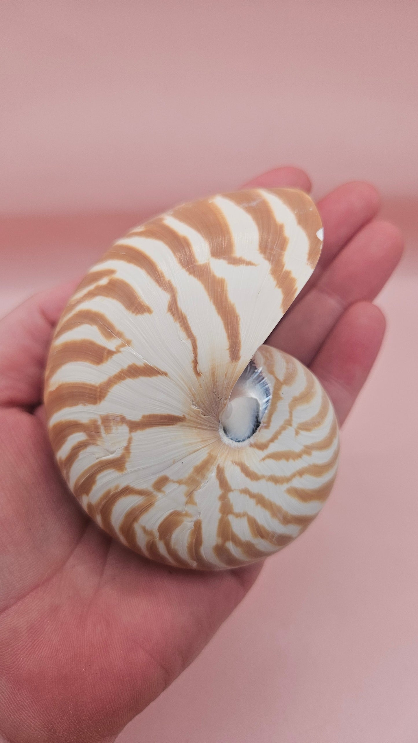 Tiger Nautilus Shell – Striking Natural Ocean Decor 3.5"