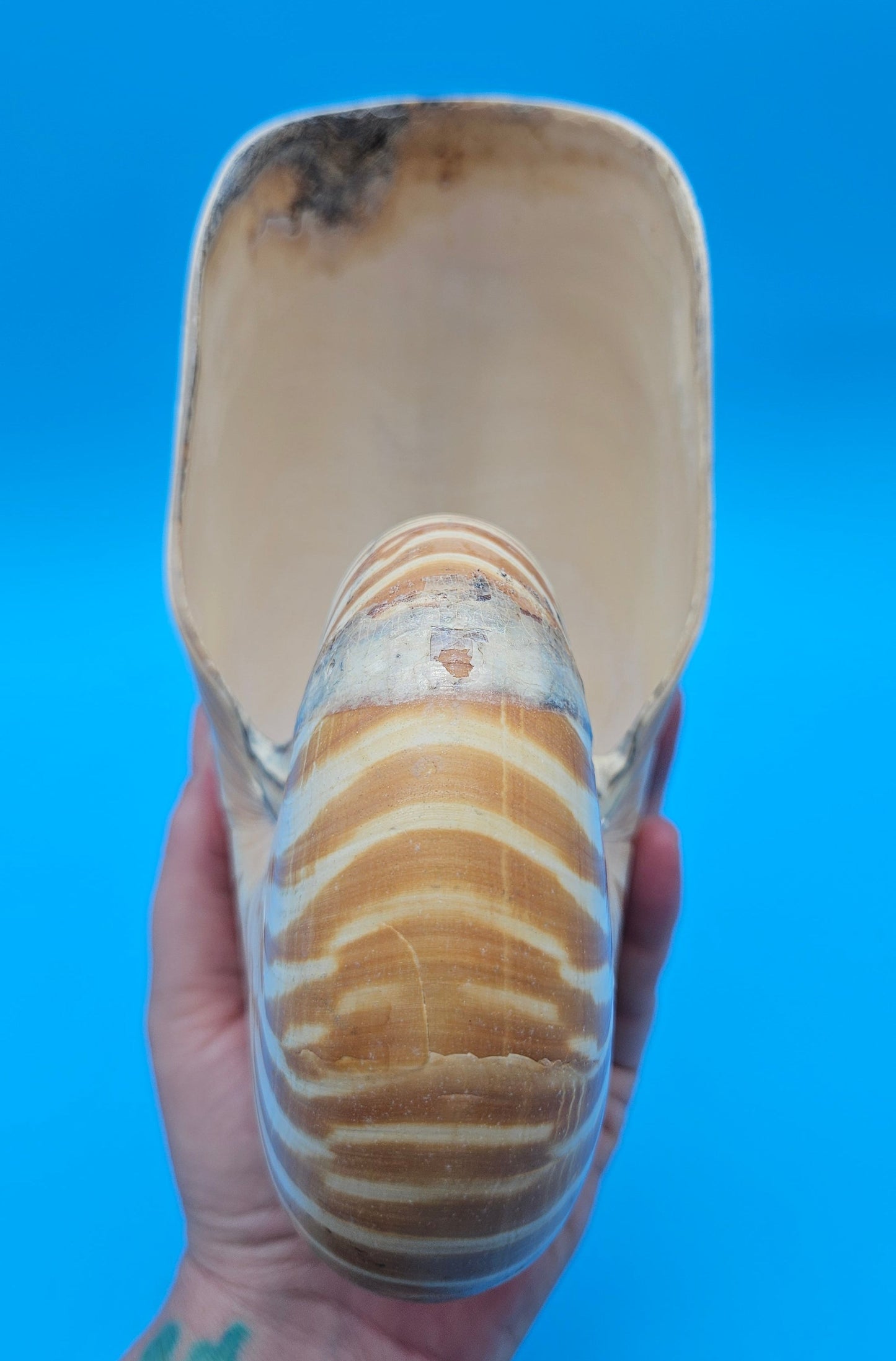 Tiger Nautilus Display Shell – 7.3"