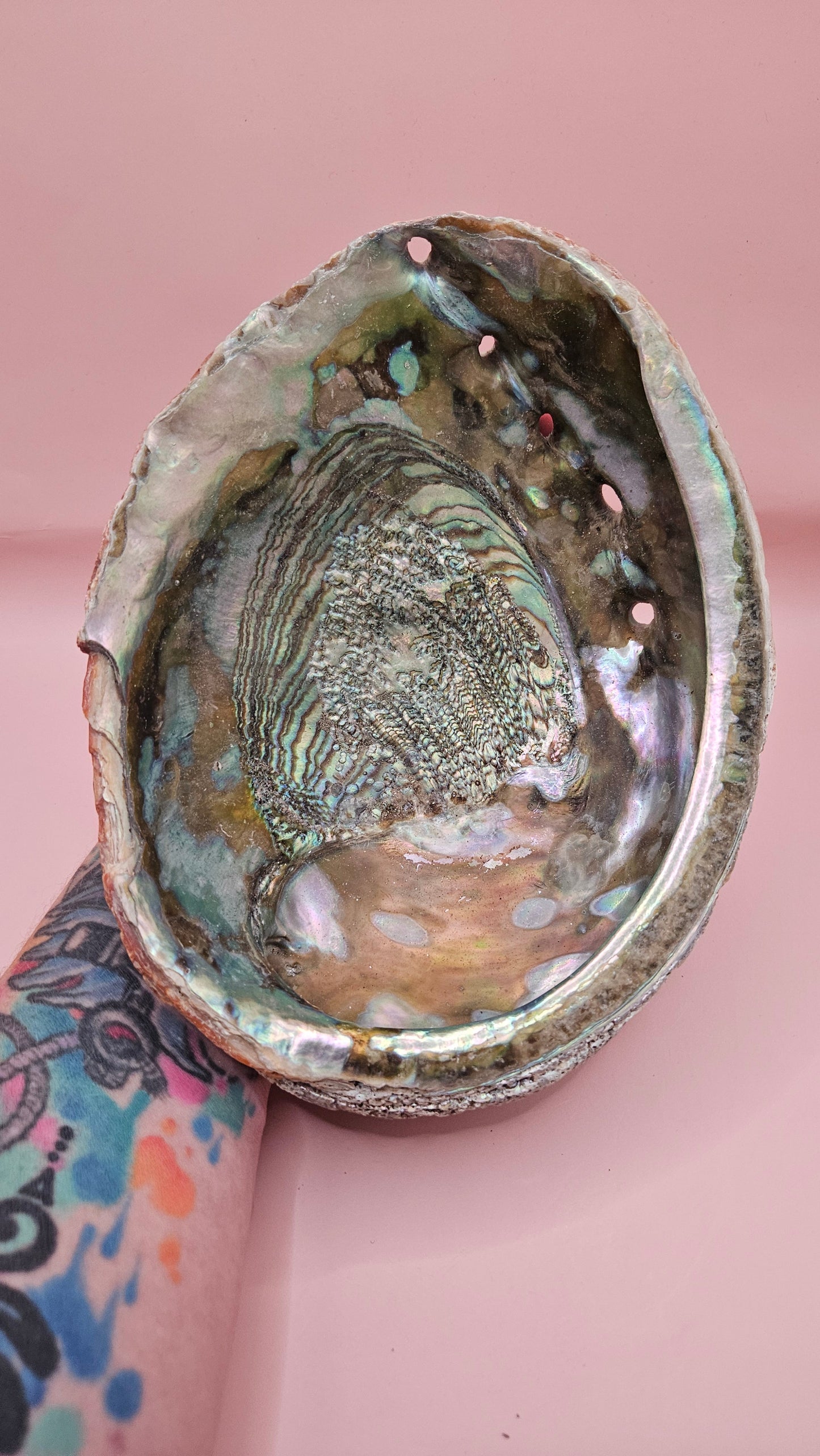 Large Red Abalone Shell – Iridescent Display Shell 8.5"
