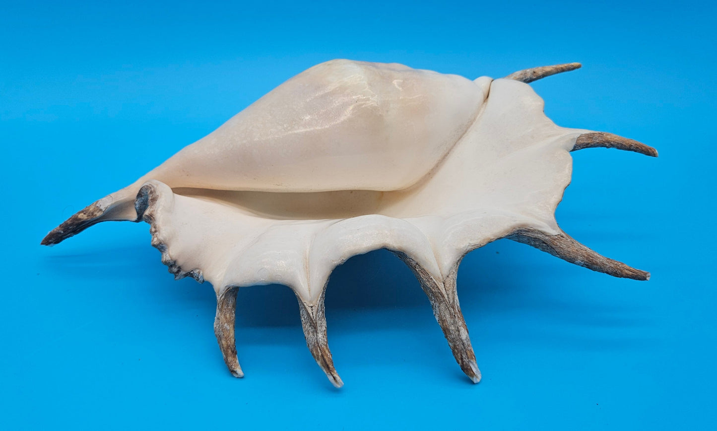 Large Perio Lambis Truncata Display Shell – Premium Coastal Home Decor Specimen (Lambis truncata)