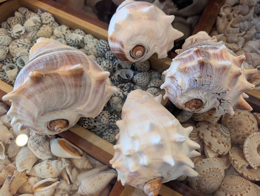 West Indies Crown Conch Shell (Melongena melongena)