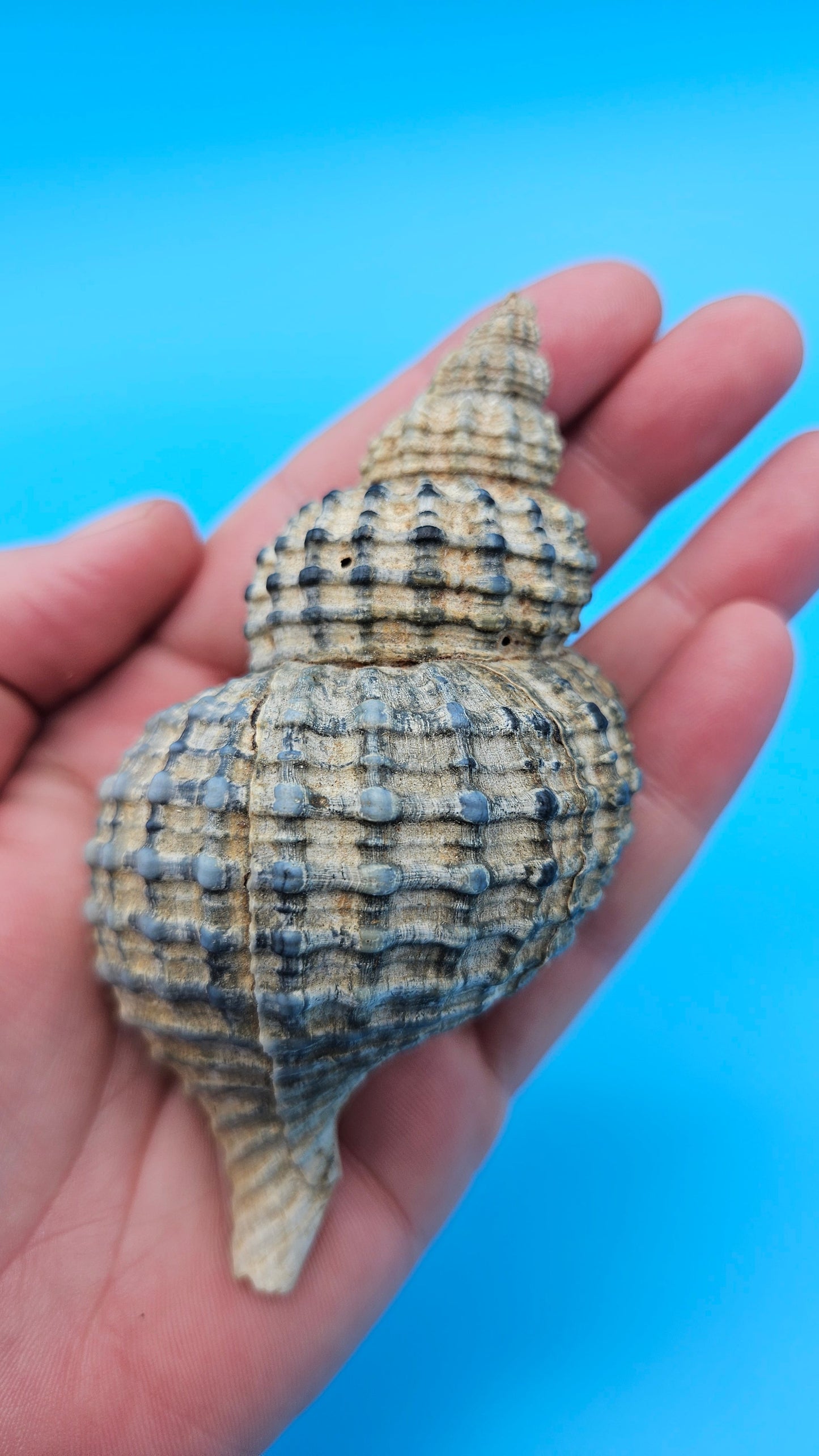 Oregon Hairy Triton Shell – Fusitriton oregonensis – 4.1" Pacific Northwest Display Shell