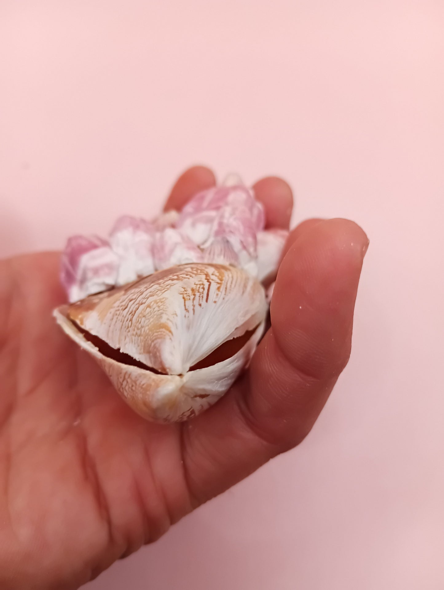 Natural Mussel Pair with Barnacles - 3.5"