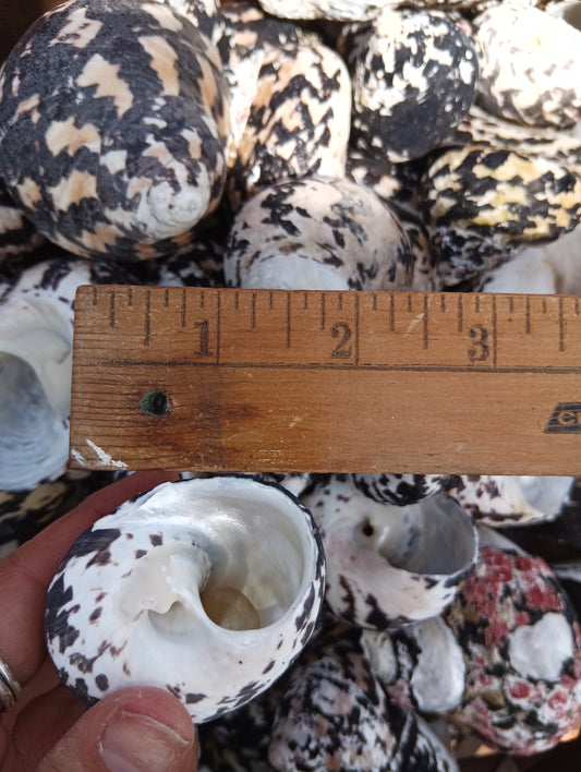 Black and Pearl Pica Magpie Turbo Shells Caribbean Gulf Seashells