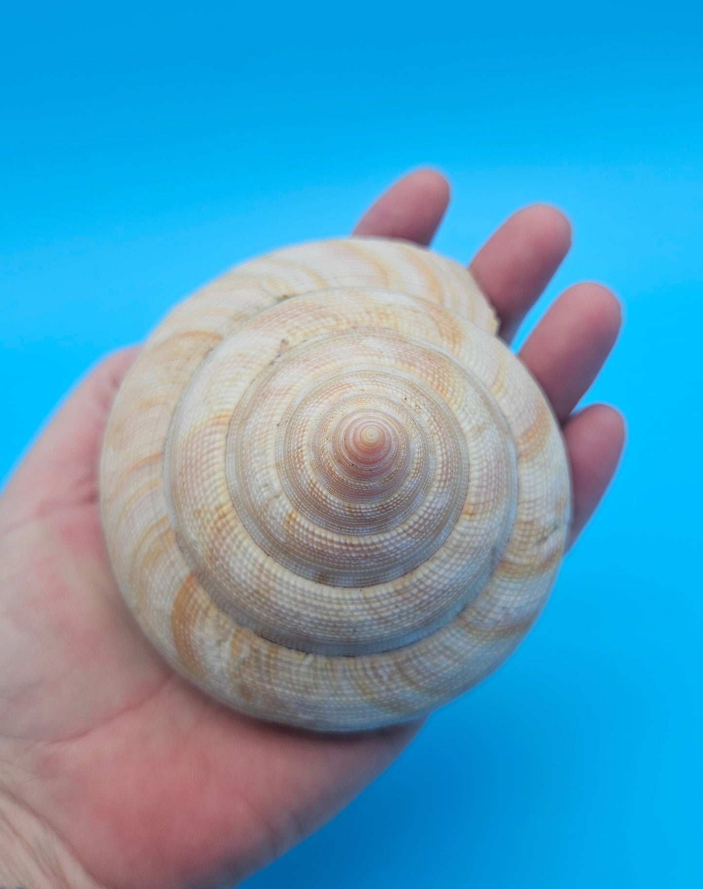 Rare Pleurotomaria hirasei Deep Sea Display Shell with Operculum – 3.8" Nautical Home Decor