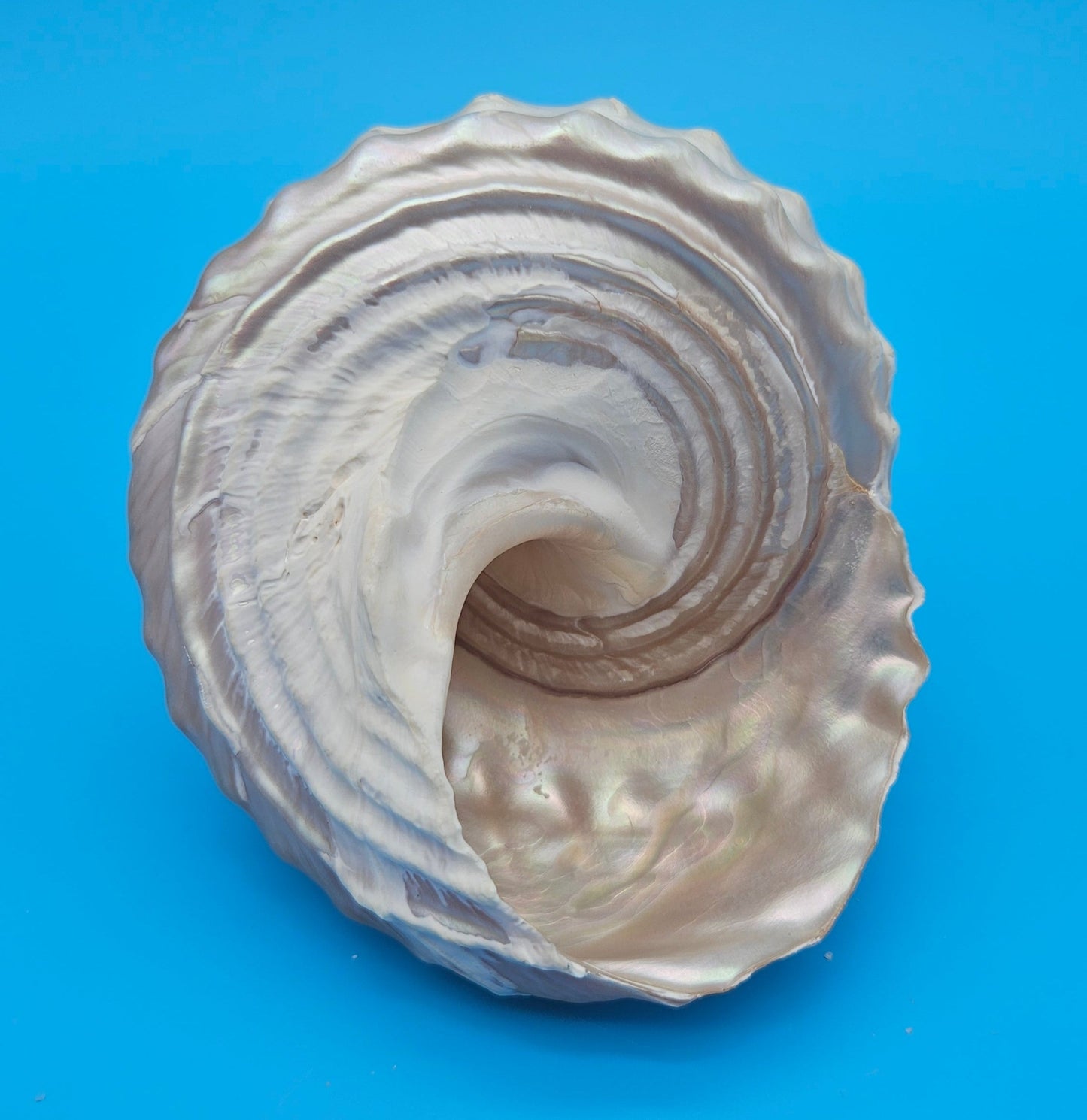 Pearled Astraea undosa Shell 4.6" Iridescent Swirl Display with Natural Texture