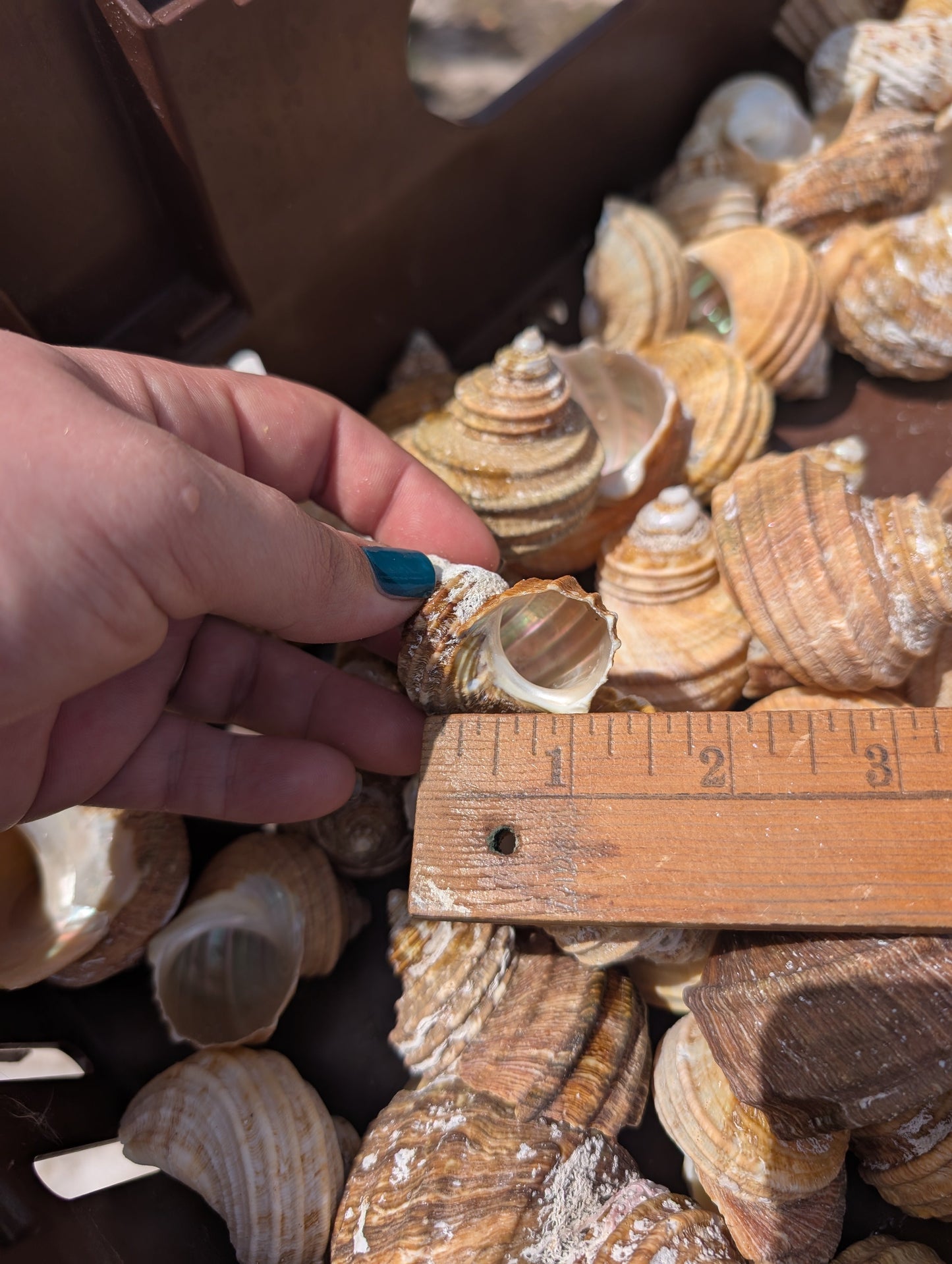 Natural Ribbed Turbo Shell